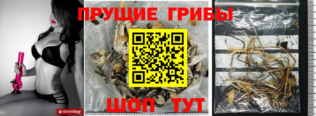 Омск  Галлюциногенные грибы Psilocybe  Вход с VPN 
